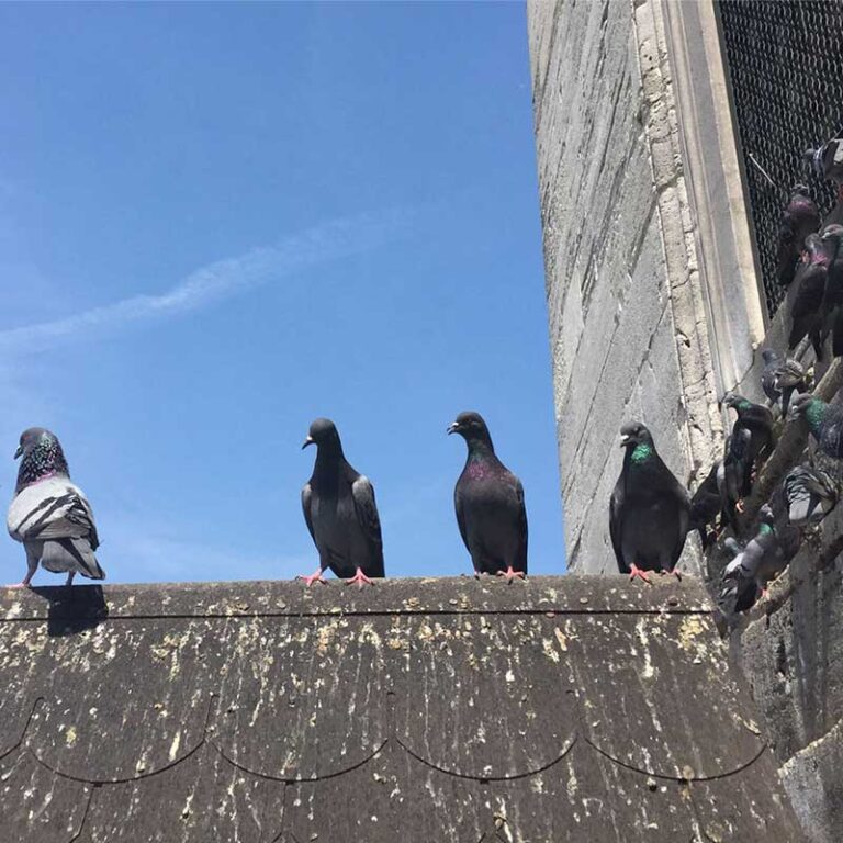 How to Get Rid of Bird on Your Roof? Bird Control Products Supplier