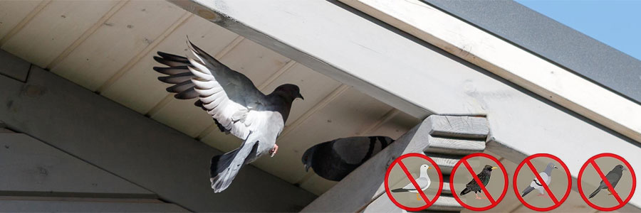 How to Get Rid of Pigeons