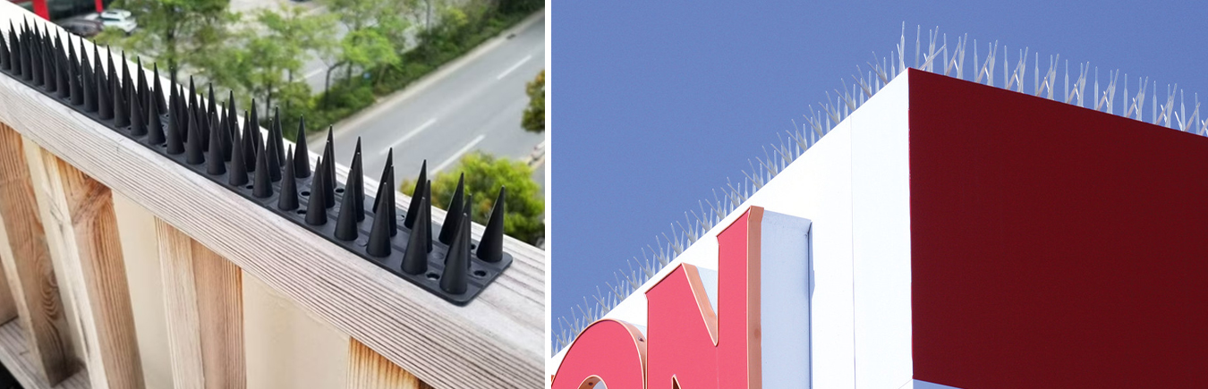 Plastic bird spikes on the eaves of an Australian supermarket