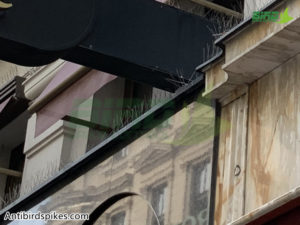 Stainless steel bird spikes are applied to store signs-4