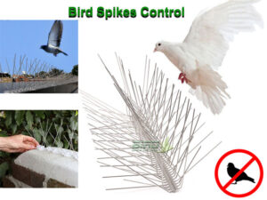 bird spike