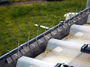 Gutter Bird Spikes