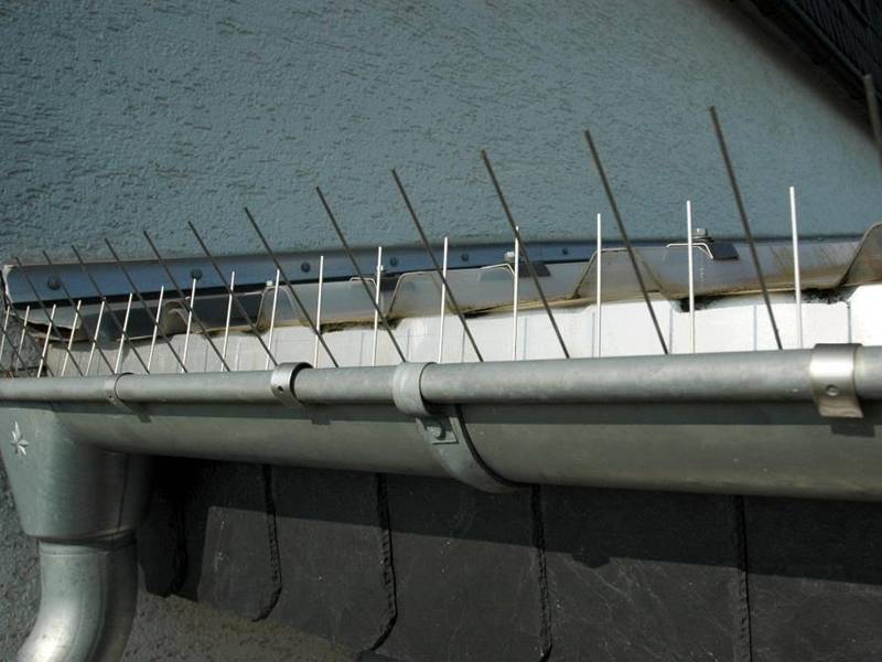 rain gutter bird spikes