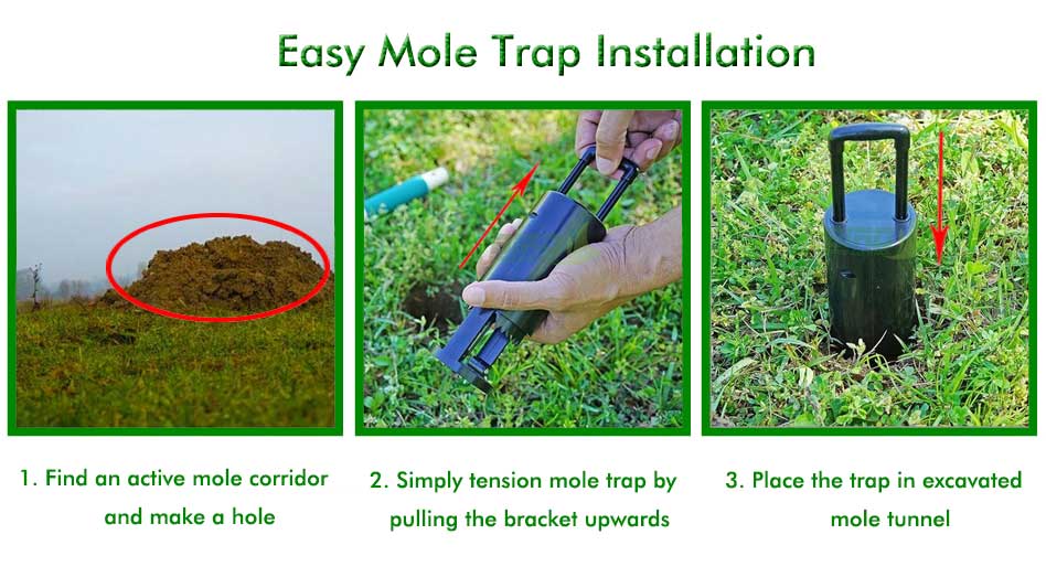 mole trap install