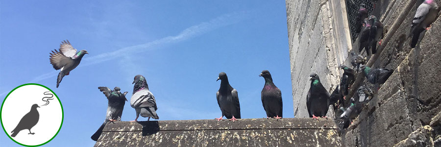 how to smells do birds hate