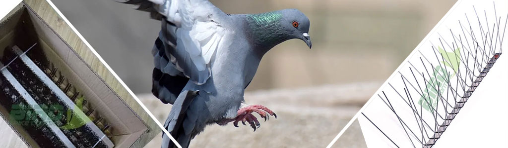 Stainless Steel Bird Spikes Solution to Bird Infestations