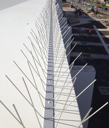 steel 304 bird spikes