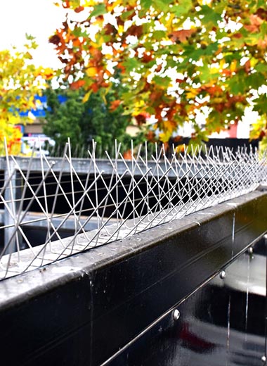 100 stainless steel bird spikes